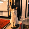 まねきねこ