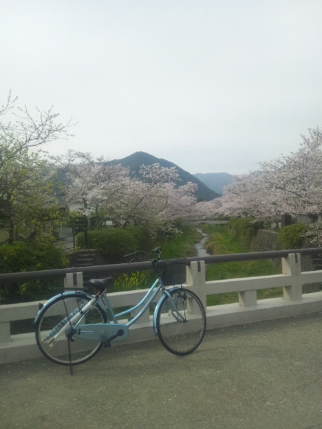 クレパス号と桜