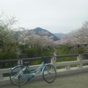 クレパス号と桜
