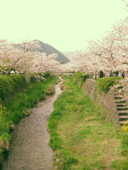 一の坂桜道