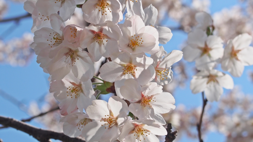 sakura