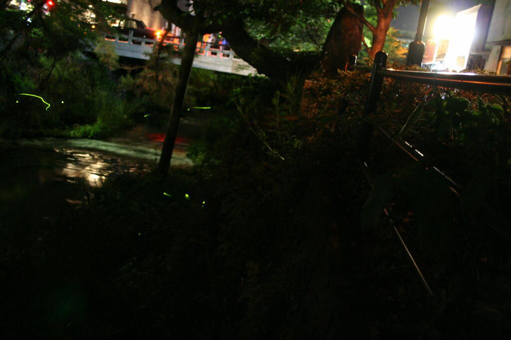 蛍のいる川