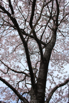 去年の桜は