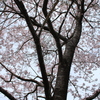 去年の桜は