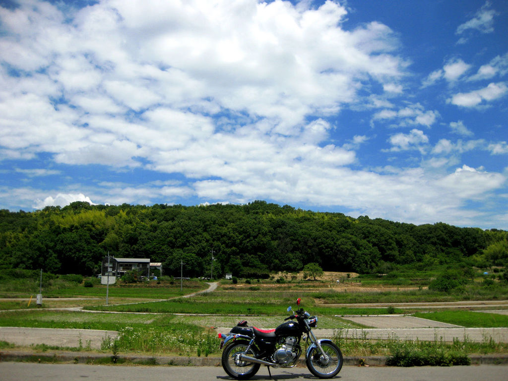 初夏の頃