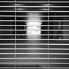 柵の向こうを眺めていては檻の中は自分なのだろうかと思ふ