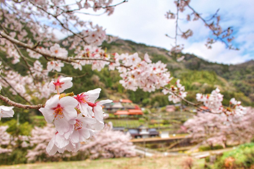 桜