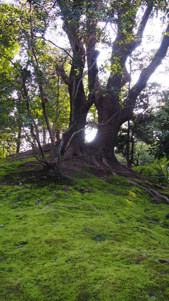 シシガミ様がでてきそうな苔と光