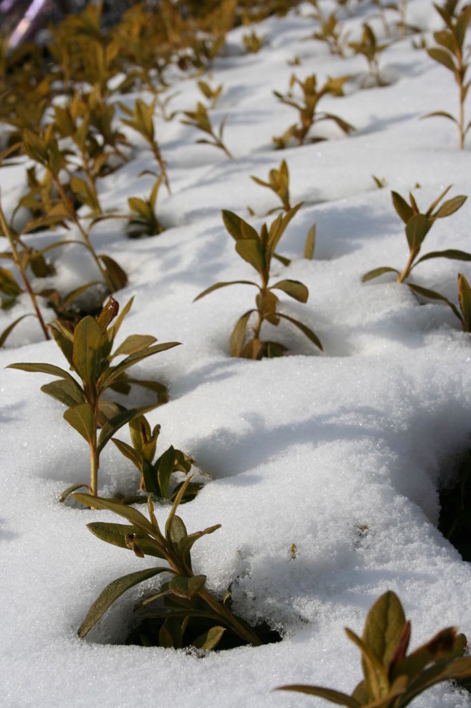 冬の発芽
