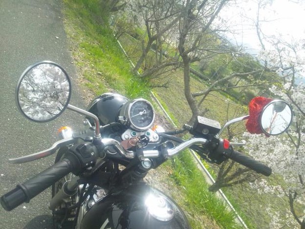 桜と君