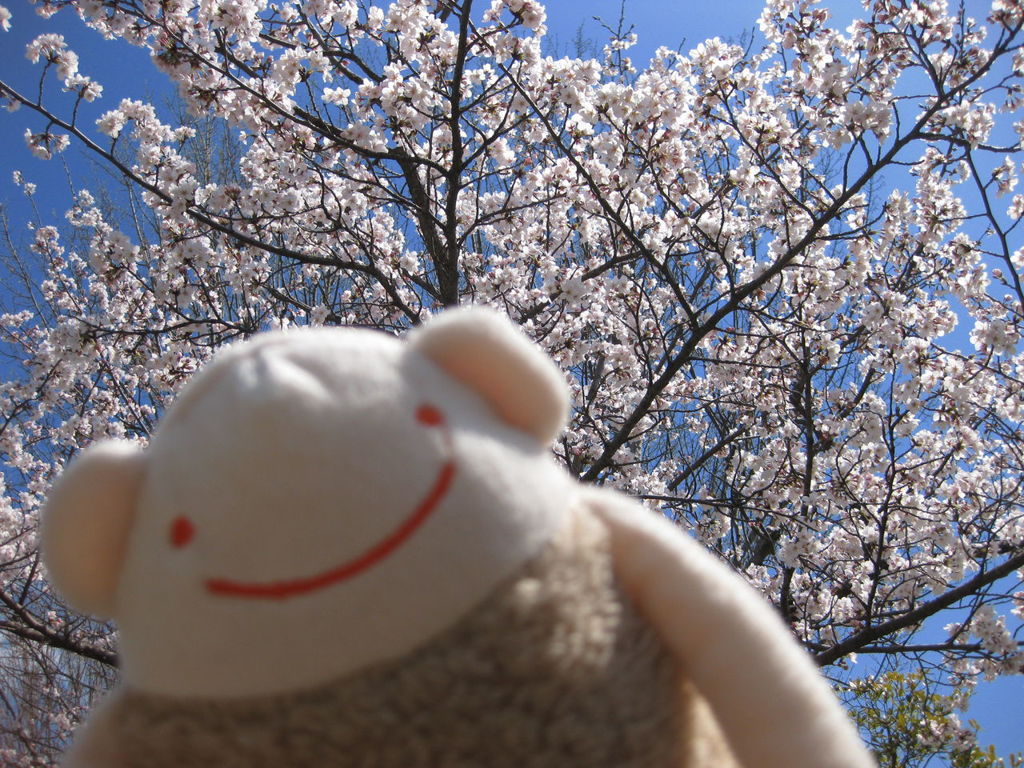 ラッションと快晴の桜