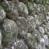 苔帯びた石
