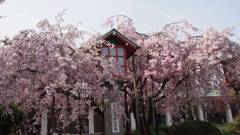 高台寺の桜