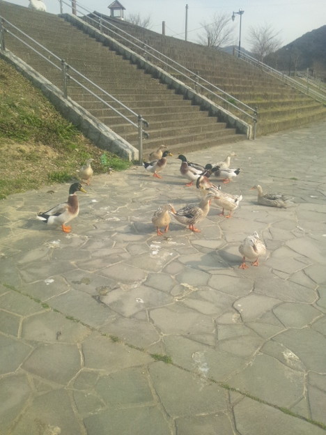 あひかも