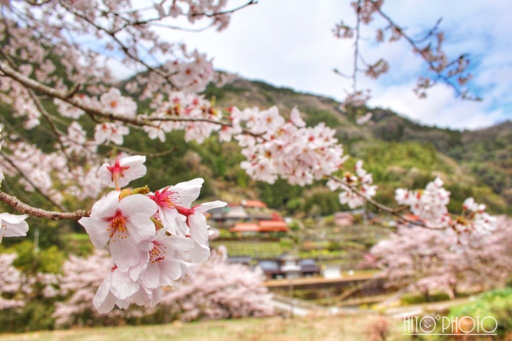 秘境の桜