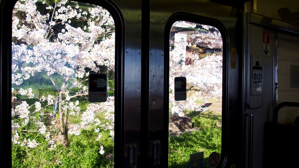 車窓から見た桜