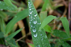 雨上がり