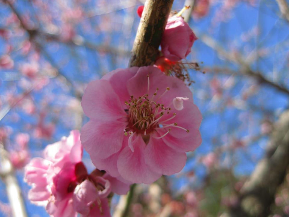 春の証明