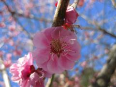 春の証明