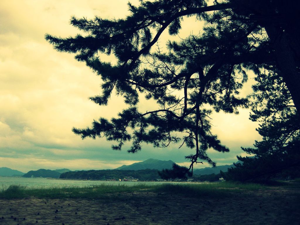 広がる萩の海
