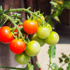 夏野菜