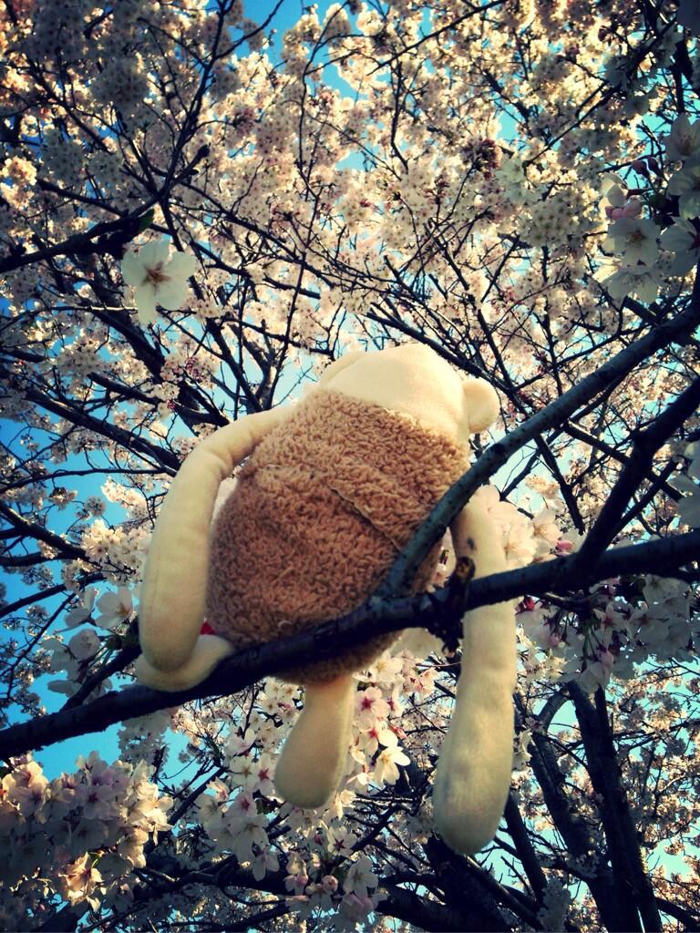 ラッション桜の枝に乗せる