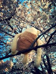 ラッション桜の枝に乗せる