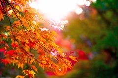 紅葉のオーロラ