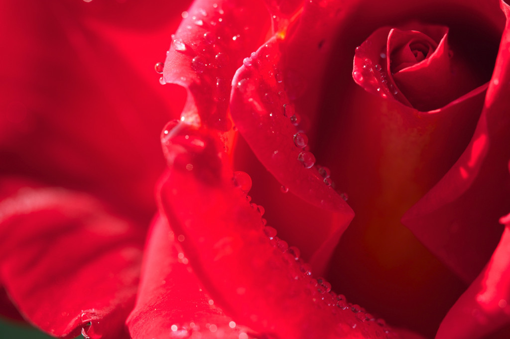朝露に濡れた薔薇、とても美しい・・・