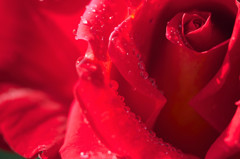 朝露に濡れた薔薇、とても美しい・・・