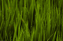 雨上がりの露草