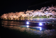 京都夜桜