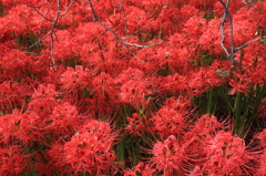 赤い森