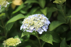庭の紫陽花