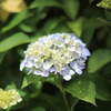 庭の紫陽花