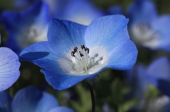 とても小さな花