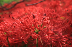 彼岸花