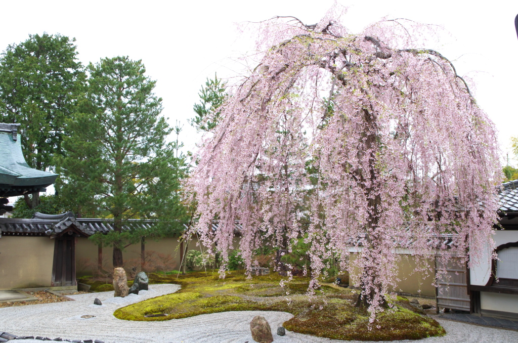 高台寺の桜