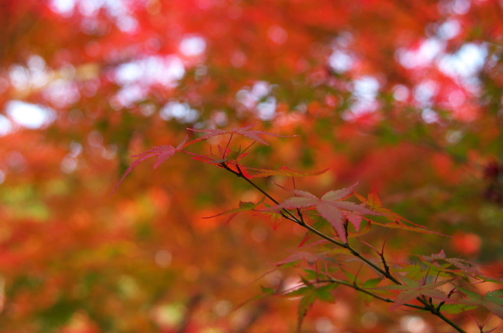 紅葉