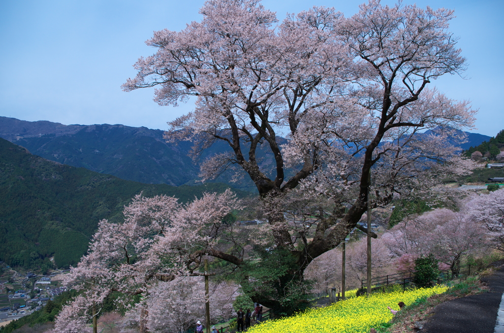 ひょうたん桜