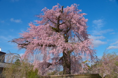 円山公園の桜