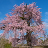 円山公園の桜