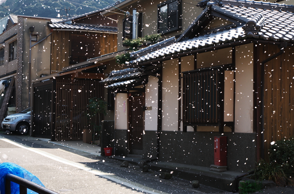 桜吹雪