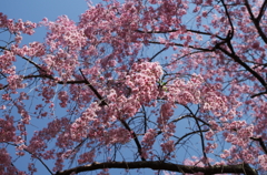 龍安寺のしだれ桜