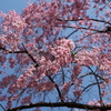 龍安寺のしだれ桜