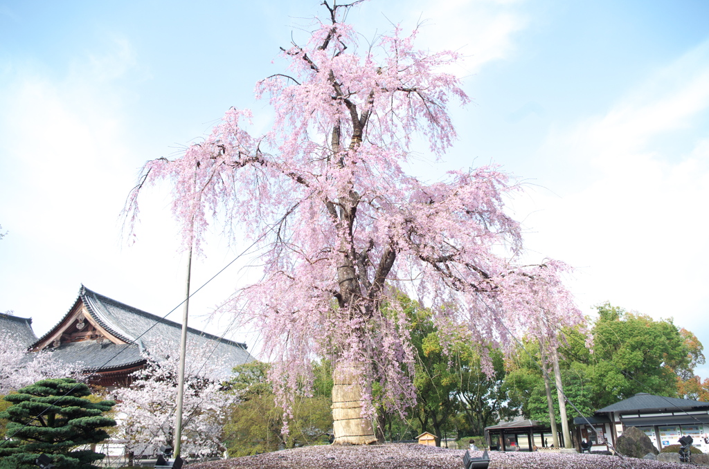 不二桜