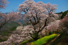 ひょうたん桜