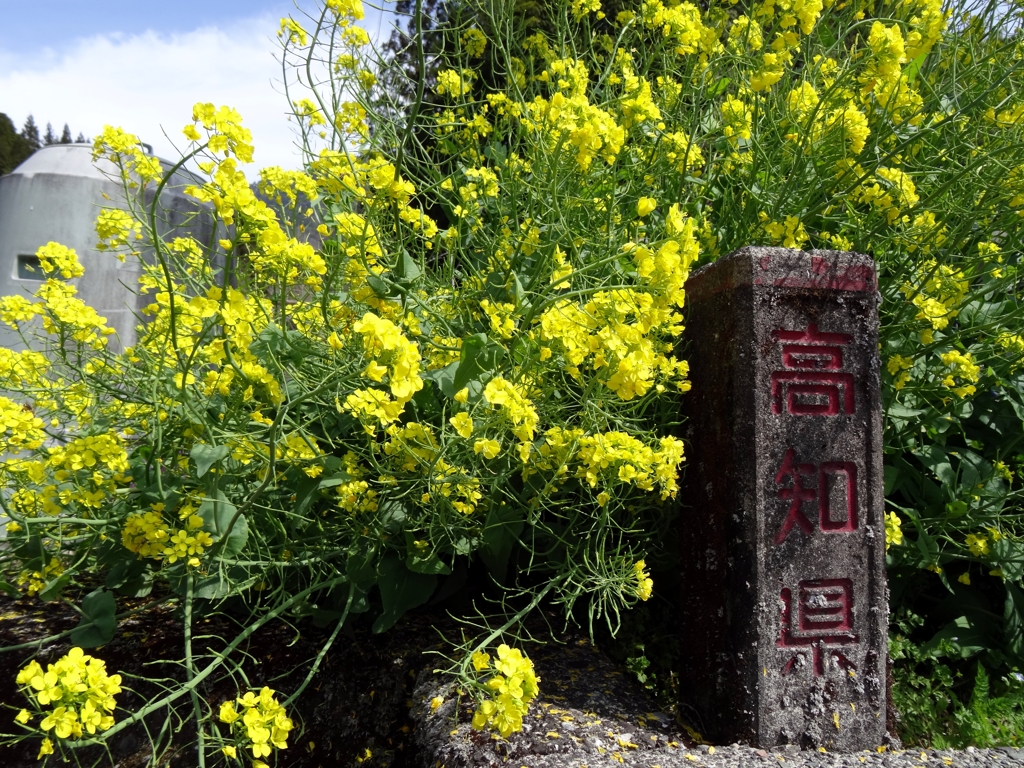 菜の花