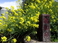 菜の花