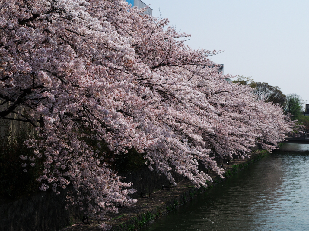 岡崎疏水の桜